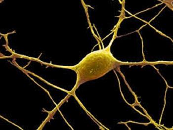 سلول های بنیادی عصبی انسانی CD133 منفی دارای قابلیت کلونی زایی و چند توانی هستند