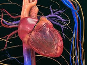 استفاده از تگ های رنگی کد دار برای کشف نحوه تکوین سلول های قلبی