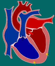 سلول های بنیادی پرتوان القایی و سلول های عضلانی قلب به کمک قلب می آیند
