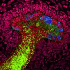ایجاد ساختارهای کلیوی پیچیده از سلول های بنیادی انسانی بالغ