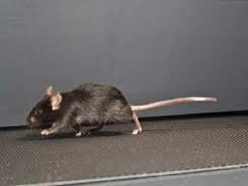 موش هایی که ورزش می کنند تا چهار برابر سلول های عضلانی قلبی بیشتری می سازند