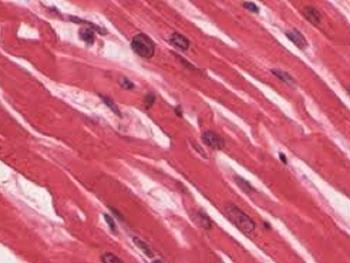 تولید سلول های بنیادی عضلانی از تراتوماها