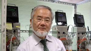 محقق ژاپنی برای تحقیق روی خودخواری سلولی(اتوفاژی) برنده نوبل شد