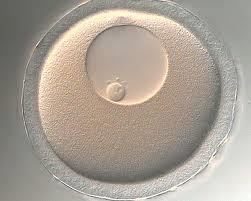 کشف سلول های بنیادی با پتانسیل تخمک شدن در تخمدان ها