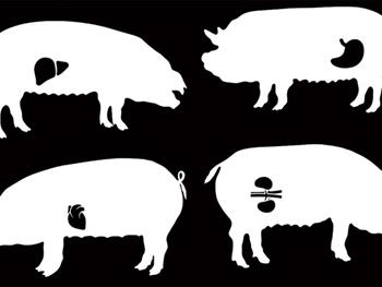 اندام های رشد یافته در خوک می توانند مشکلات مربوط به کمبود عضو و رد ایمنی عضو پیوندی را حل کنند