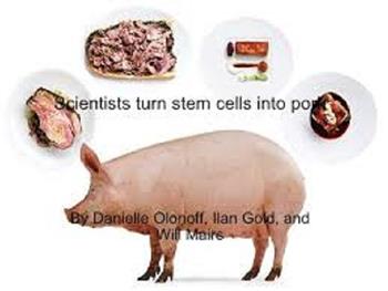 تلاش برای استفاده از سلول های بنیادی برای تولید گوشت خوک در آزمایشگاه