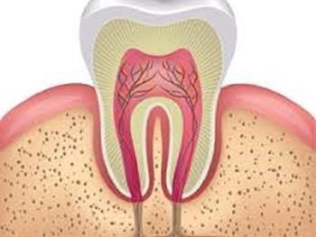 رشد مجدد بافت دندانی با سلول های بنیادی مشتق از دندان شیری