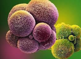 تکثیر سلول های بنیادی خطر سرطان را در اندام های مختلف بالا می برد