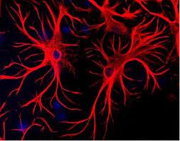 تولید آستروسیت های مغزی از سلول های بنیادی پرتوان القایی