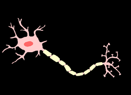 استفاده از سلول های بنیادی برای تولید سلول های سیستم عصبی