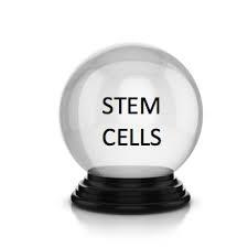 امیدوارکننده بودن تحقیقات سلول های بنیادی بالغ