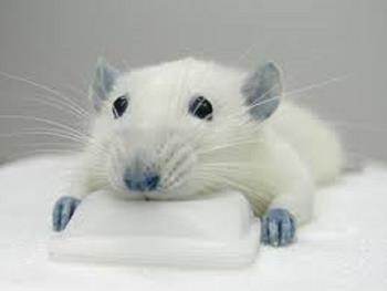 درمان موش ضایعه نخاعی با استفاده از سلول های iPS انسانی