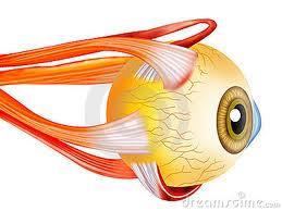 استفاده از ارگانوئیدهای چشمی برای درک بهتر تکوین اولیه چشم