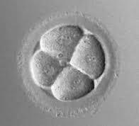 در مرحله چهار سلولی جنینی نیز برخی سلول ها به یکدیگر شبیه تر هستند