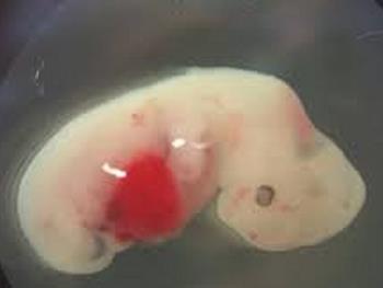 سوئیچی برای تبدیل عروق خونی به سلول های بنیادی خونی در تکوین جنینی