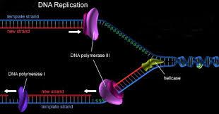 ترمیم DNA معیوب، تکوین عصبی را تحت تاثیر قرار می دهد