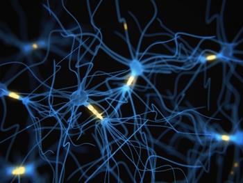 چگونه مدارهای مغزی بالغین تولید نورون های جدید را تنظیم می کند؟
