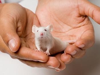 سلول درمانی مغز آسیب دیده موش ها را ترمیم می کند