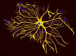 آستروسیت ها بعد از سکته، میتوکندری ها را به نورون منتقل می کنند