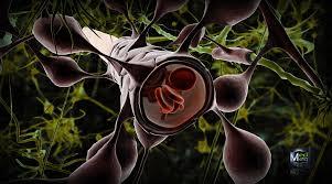 استفاده از سلول های بنیادی انسانی برای شبیه سازی سد خونی-مغزی