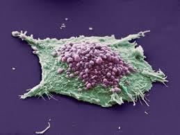 بین سلول های سرطانی و محیط شان یک دیالوگ دو طرفه وجود دارد