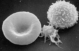 اثبات وجود سلول های بنیادی سرطانی در انسان 