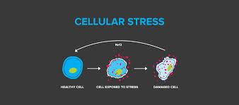 چگونه سلول های تخصص یافته به یکدیگر کمک می کنند که در زمان های استرس زنده بمانند