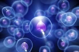 تکنولوژی های جدید دسته بندی سلولی(cell-sorting) می توانند به سلول درمانی های موثرتر منتهی شوند