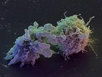 سلول های کایمریک انسانی، یک پروتئین حیاتی را در دیستروفی عضلانی دوشن احیا می کنند