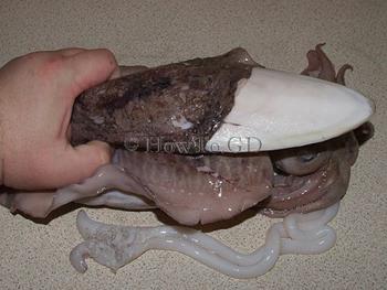 کاربردهای زیست پزشکی استخوان ماهی مرکب(Cuttlebone)