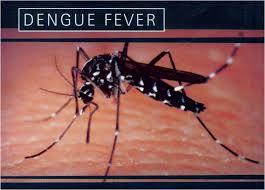 رویکردی جدید برای مشاهده عفونت دنگی(dengue) در بدن 