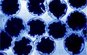 سلول های انسانی کپسوله شده و انقلابی در مطالعات سلولی