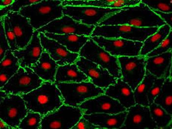 6موفقیت در تولید سلول های اندوتلیالی پوشاننده عروق در مقیاس وسیع