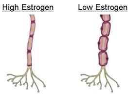 استفاده از سلول های بنیادی پرتوان القایی برای درک بهتر عملکرد استروژن در نورون های انسانی