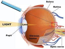 احیای بینایی در یک خانم با استفاده از سلول درمانی