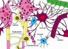 تبدیل شیمیایی سلول های گلیالی به نورون ها