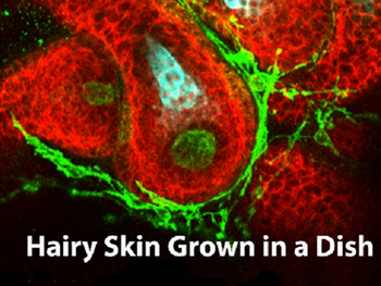 تولید پوست های دارای مو از سلول های بنیادی موشی