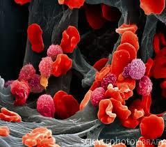 تبدیل سلول های خونی بالغ به سلول های بنیادی خون ساز