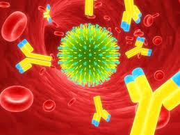 محققین UCLA نشان دادند که سلول های بنیادی می توانند برای کشتن ویروس HIV مهندسی شوند
