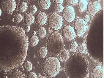 کارایی همسان سلول های بنیادی برنامه ریزی شده با سلول های بنیادی جنینی