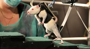 پیوند نورون های انسانی برای درمان آسیب نخاعی در موش