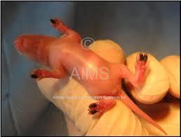 بعد از دوره نوزادی هیچ سلول عضلانی قلبی جدیدی در موش ایجاد نمی شود