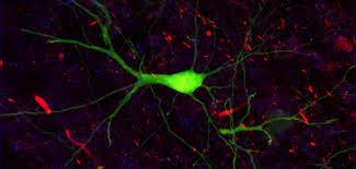 مطالعات اپتوژنتیک نشان می دهد که چه نورون هایی سوئیچ اصلی باروری را تحریک می کنند