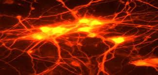 کدام نورون بالغ تر است؟ ترانسکریپتوم سلولی این را نشان می دهد...