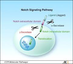پروتئین Jagged-2 فعالیت تعدیل کنندگی ایمنی سلول های بنیادی مزانشیمی مشتق از چربی را تقویت می کند