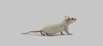 درمان موش با آسیب نخاعی با استفاده از سلول های iPS انسانی