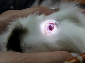 احیای بینایی در خرگوش ها بعد از پیوند سلول های بنیادی