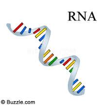 تکنیک های جدید ویرایش RNAی سلول های بنیادی، اختلالات ژنتیکی ناخواسته را کاهش می دهد