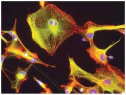 کشف سوپر سلول های بنیادی در دانشگاه مک کوآیر
