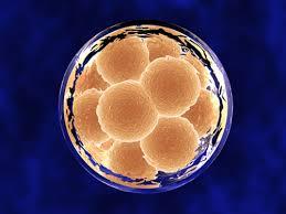 شباهت های بین دو نوع سلول بنیادی جنینی و سلول بنیادی پرتوان القایی